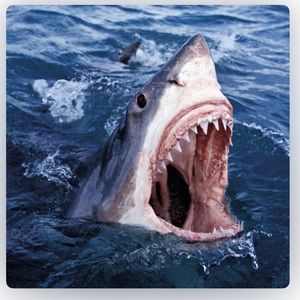 Meet your Posher, Luis